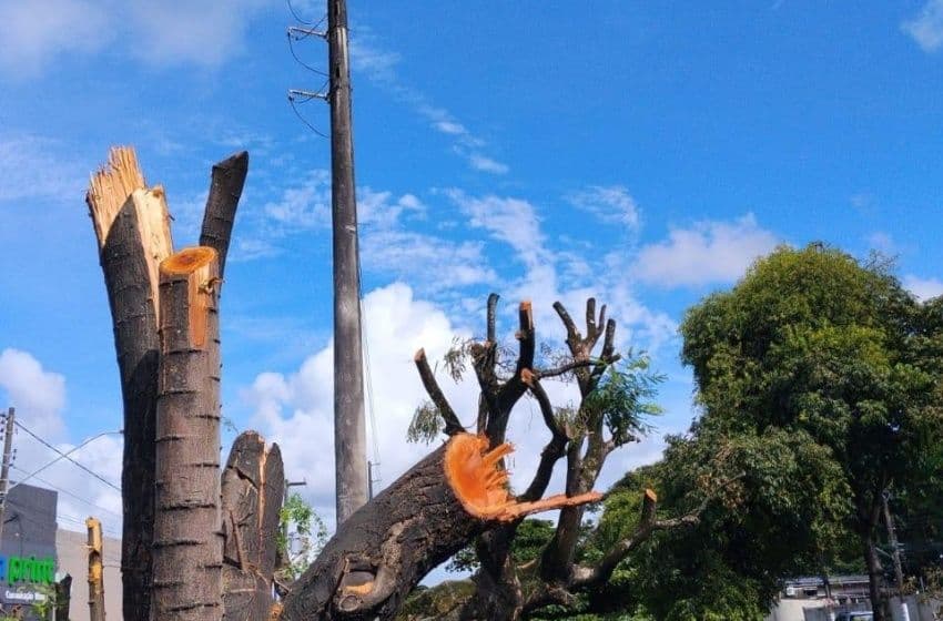 Alurb vai autuar Equatorial por poda e supressão irregular de árvores na Cambona. Foto: Ascom Alurb