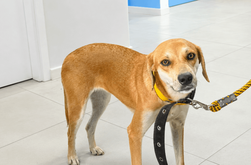 Data reforça compromisso com o cuidado, proteção e o bem-estar animal. Foto: Ascom Sebema
