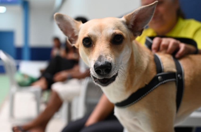 Mutirão de castração amplia o acesso gratuito ao procedimento e fortalece as ações de saúde e bem-estar animal em Maceió. Foto: Roger Silva/ Ascom Sebema