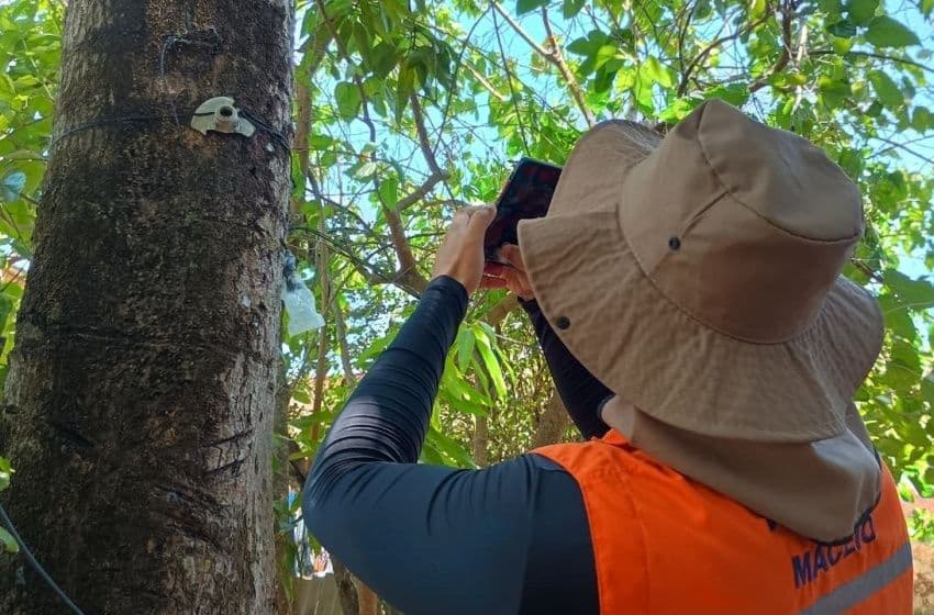 Defesa Civil de Maceió monitora a situação das árvores nas praças de toda a cidade. Foto: Ascom Defesa Civil Maceió