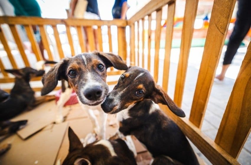 Cães e gatos possuem audição muito mais sensível que a dos seres humanos. Foto: Secom Maceió