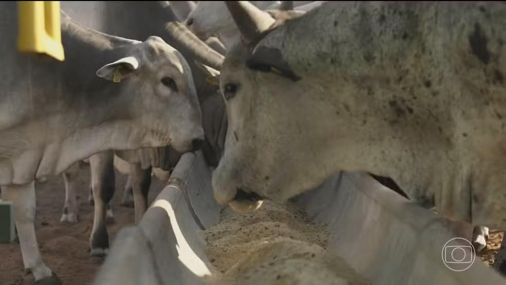 Decisão da União Europeia impede produtores brasileiros de venderem carne de boi, de frango, de peixe e de cavalo, além de tripas e mel, para o bloco — Foto: Reprodução/TV Globo