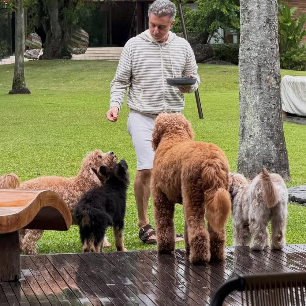 Angélica mostra Luciano Huck com os cachorros deles — Foto: Reprodução/ Instagram @angelicasky