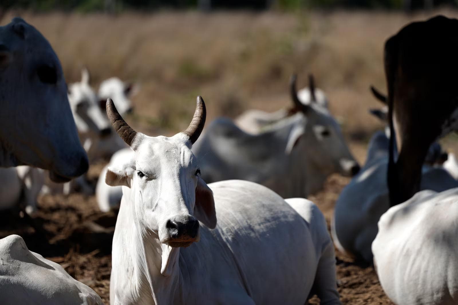 Restrições da UE englobam animais vivos para produção de alimentos e produtos derivados Fernando Frazão/Agência Brasil