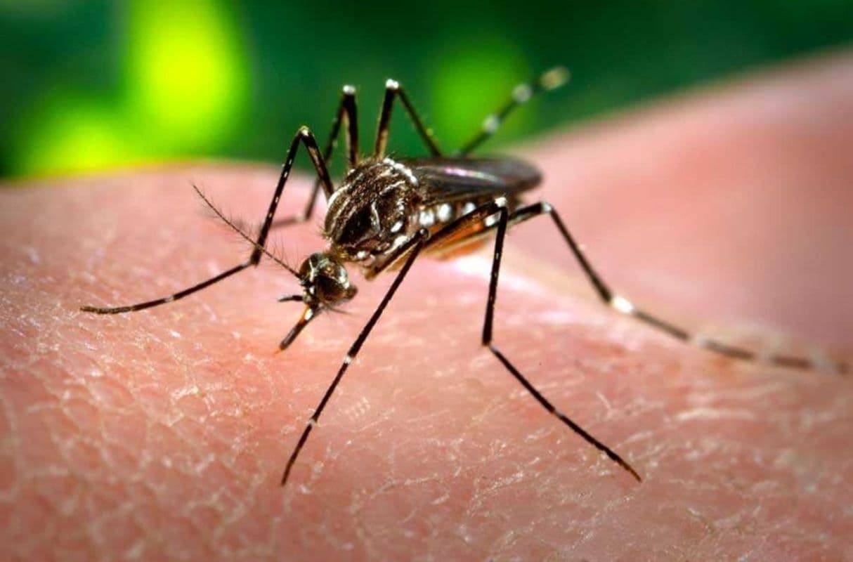 Orientações sobre combate ao mosquito e conscientização da população contribuem com a redução de casos de dengue.